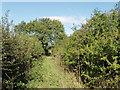 Ash tree and bridleway, Garsington