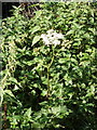 Cow parsley flowering in autumn, Garsington