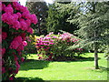 Rhododendrons Callendar Park Falkirk