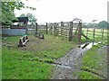 Cattle pens near Wide Open Dikes