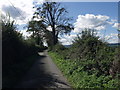 Lane near Ifton Hall