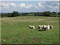 Sheep grazing near Street Dinas