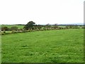 Old hedgerow at Scuggate