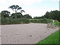 Reed Bed at Duddleston Heath sewage works