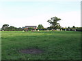 Cattle grazing near Crab Mill Farm