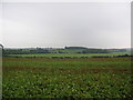 Crops between Spofforth & North Deighton