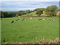 Field of cattle near Combebow