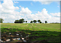 Stand of trees on the horizon