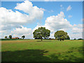 Pasture at Blakenhall