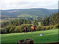 Horses at Bryn-cylla