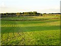 Paddocks near Hanslett