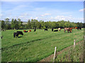 Grazing cattle near Denholmhill Farm