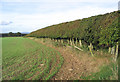 Beech hedge by an arable field