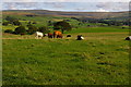 Cattle in Field near Lincowell