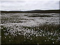 HY5633 : Bog Cotton by roadside, Eday by Dave Simpson