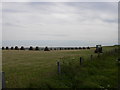 Grain stacked to dry, Stronsay