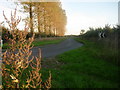 Poplar trees lining the Ludgershall Road