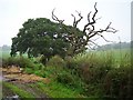 Dead oak, Balfron