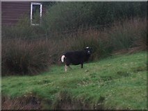 NR6114 : Black Sheep with White Tail. by Steve Partridge