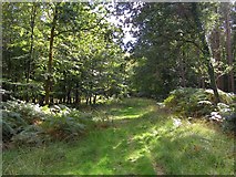 SU2812 : Grassy ride in the Shave Green Inclosure, New Forest by Jim Champion