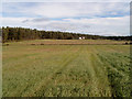 View from near Drumdivan towards Delnies Woods