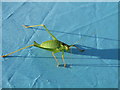 TQ1431 : Cricket seen on child's tent by Andy Potter