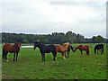 Knutsford - horses on the North Cheshire Way