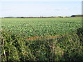 TL0995 : Open Farmland near Sibson Aerodrome by Mike Bardill
