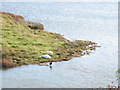 A Coot and Two Sleeping Swans at the Lagoon