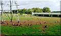 SK6770 : Free Range Chicken Farm, Walesby by Mick Garratt