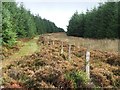 NR6834 : Firebreak in Kintyre Forestry. by Steve Partridge