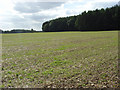 Farmland and plantation, Membury