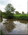 Reflections by Brownhills Wood