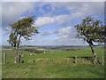 Windswept hawthorn trees near Newton Cottage