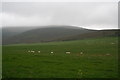 Grazing sheep on Lettoch Brae.