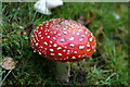 A beautiful specimen of a favourite toadstool.