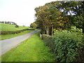 View along grass verge and strip woodland at The Park