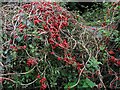 Black Bryony berries near stile on Footpath 1312