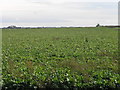 Sugar Beet Field