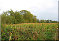 Sweetcorn field by Cheney Brook