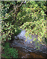 Weir on Cheney Brook