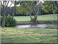 Pool with Moorhens