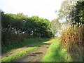 Access track to a field near Morriston Cottage