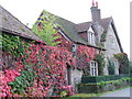 Virginia Creeper at Selham Priory