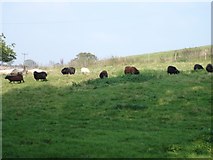 ST9614 : Sheep Grazing near Farnham, Dorset by Toby