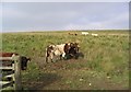 Cattle Field by the B7068