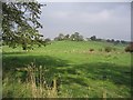 Pasture near Corrie Bridge