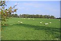 Grazing sheep near Torbeckhill