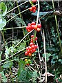 Black Bryony Berries