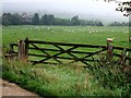 Lower Farm with sheep